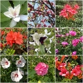 Collage