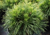 Pinus mugo Varella