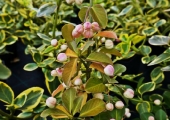 Euonymus fortunei Canadale Gold