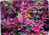 Berberis thunbergii Starburst