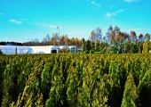 Thuja occidentalis Smaragd