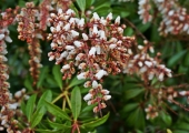 Pieris japonica Bonfire