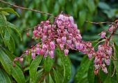 Pieris japonica Valley Valentine