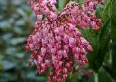 Pieris japonica Valley Valentine