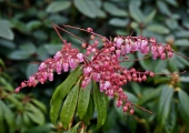 Pieris japonica Valley Valentine