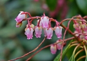 Pieris japonica Valley Valentine
