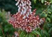 Pieris japonica Bonfire