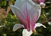 Magnolia x soulangeana Alexandrina