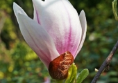 Magnolia x soulangeana Alexandrina