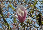 Magnolia x soulangeana Alexandrina