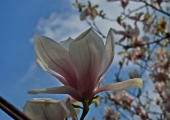 Magnolia x soulangeana Alexandrina