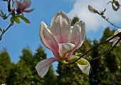 Magnolia x soulangeana Alexandrina