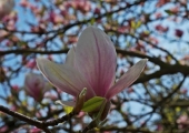 Magnolia x soulangeana Alexandrina