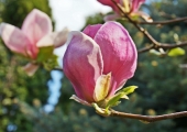 Magnolia Rustica Rubra