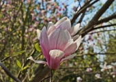 Magnolia x soulangeana Alexandrina