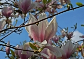 Magnolia x soulangeana Alexandrina