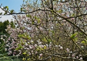 Magnolia