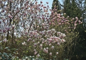 Magnolia
