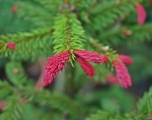 Picea abies Rydal