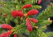 Picea abies Cruenta