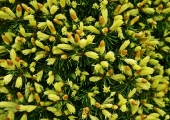 Picea glauca Daisy's White