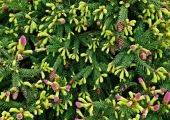 Picea abies Acrocona