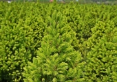 Picea glauca Rainbow's End