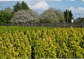 Picea glauca Daisy's White