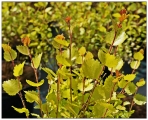 Betula nana Golden Treasure