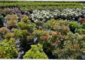 Pieris japonica