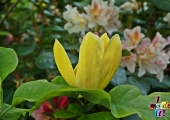 Magnolia Yellow Bird