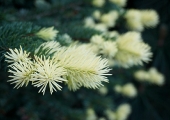 Picea pungens Maigold