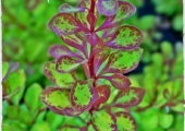 Berberis thunbergii Diabolicum