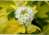 Physocarpus opulifolius Dart's Gold
