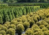 Thuja occidentalis Gold Pearl