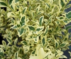 Buxus sempervirens Variegata