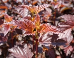 Physocarpus opulifolius Lady in Red