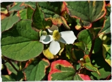 Houttuynia cordata Chameleon