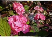 Hydrangea serrata Preziosa
