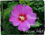 Hibiscus syriacus Russian Violet