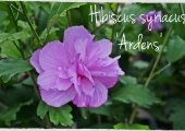 Hibiscus syriacus Ardens