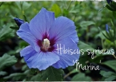 Hibiscus syriacus Marina