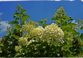 Hydrangea paniculata Phantom