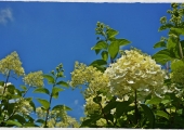 Hydrangea paniculata Phantom