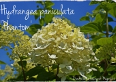 Hydrangea paniculata Phantom