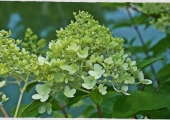 Hydrangea paniculata Phantom