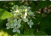 Hydrangea paniculata Phantom