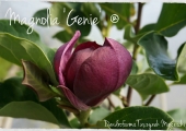 Magnolia Genie