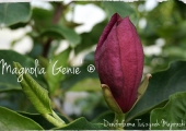 Magnolia Genie