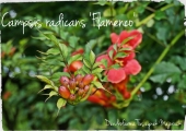 Campsis radicans Flamenco